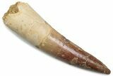Fossil Spinosaurus Tooth - Real Dinosaur Tooth #381099-1